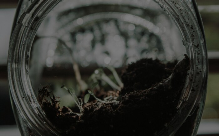 Looking down into a glass jar of soil with small green seedlings sprouting, backlit by a window.