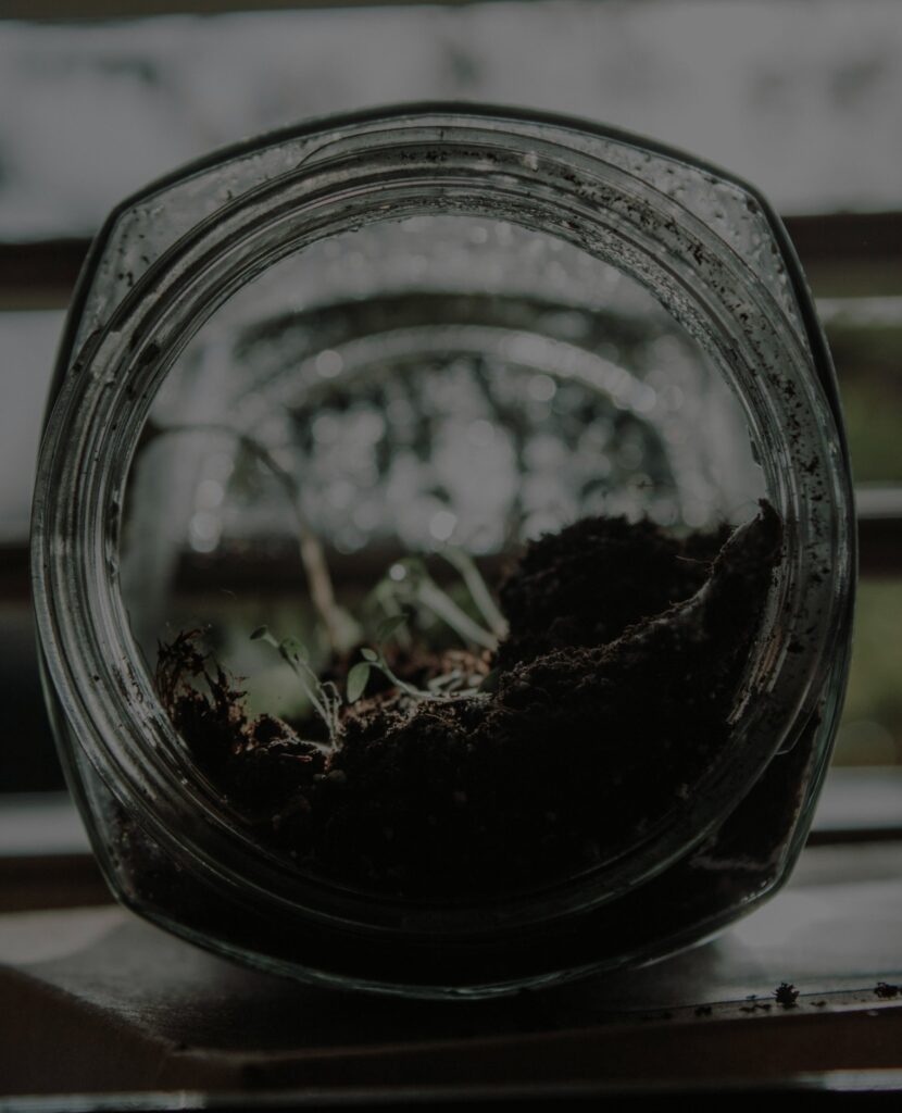 Looking into a glass jar of soil with small green seedlings sprouting.