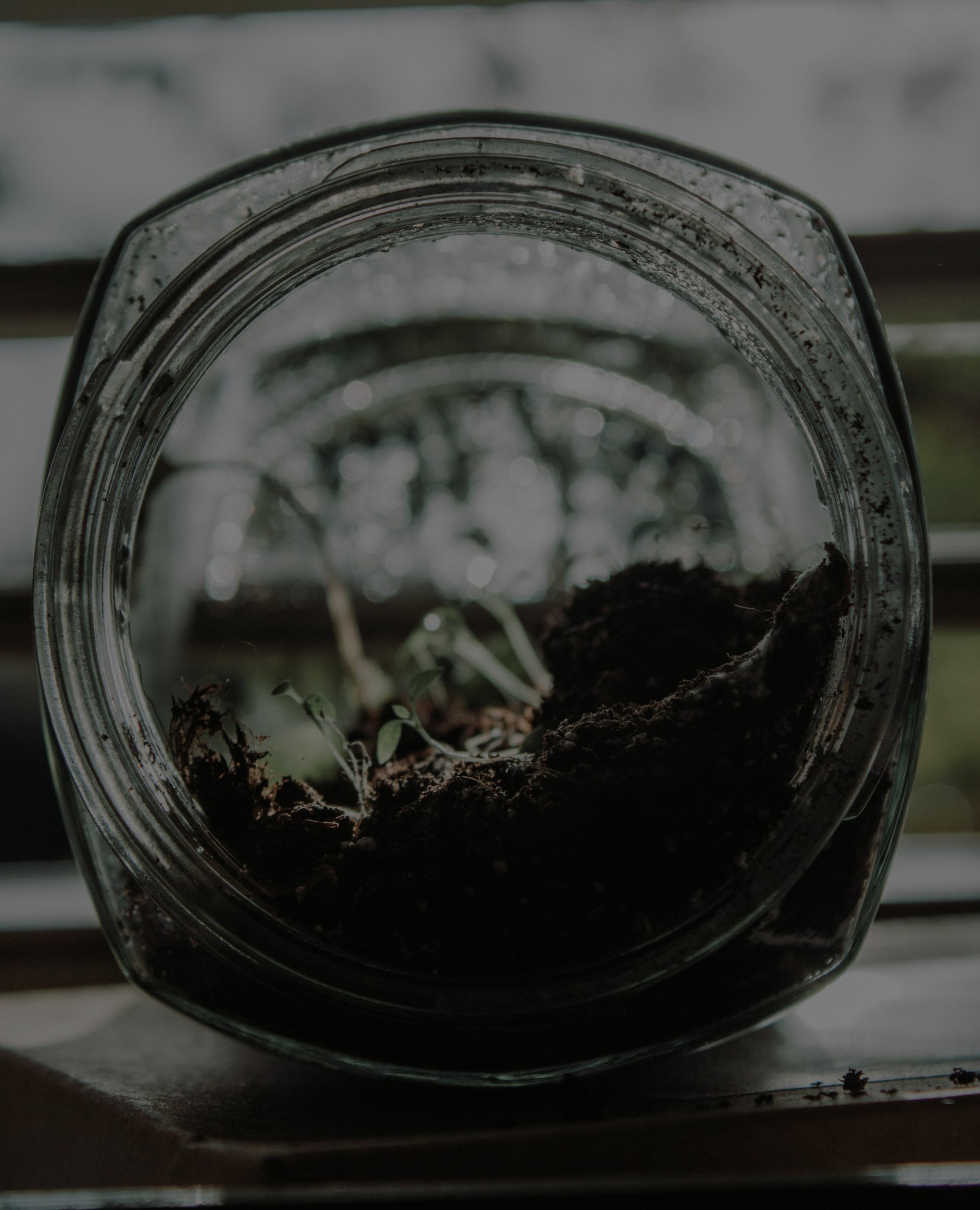 Looking down into a glass jar of soil with small green seedlings sprouting, backlit by a window.